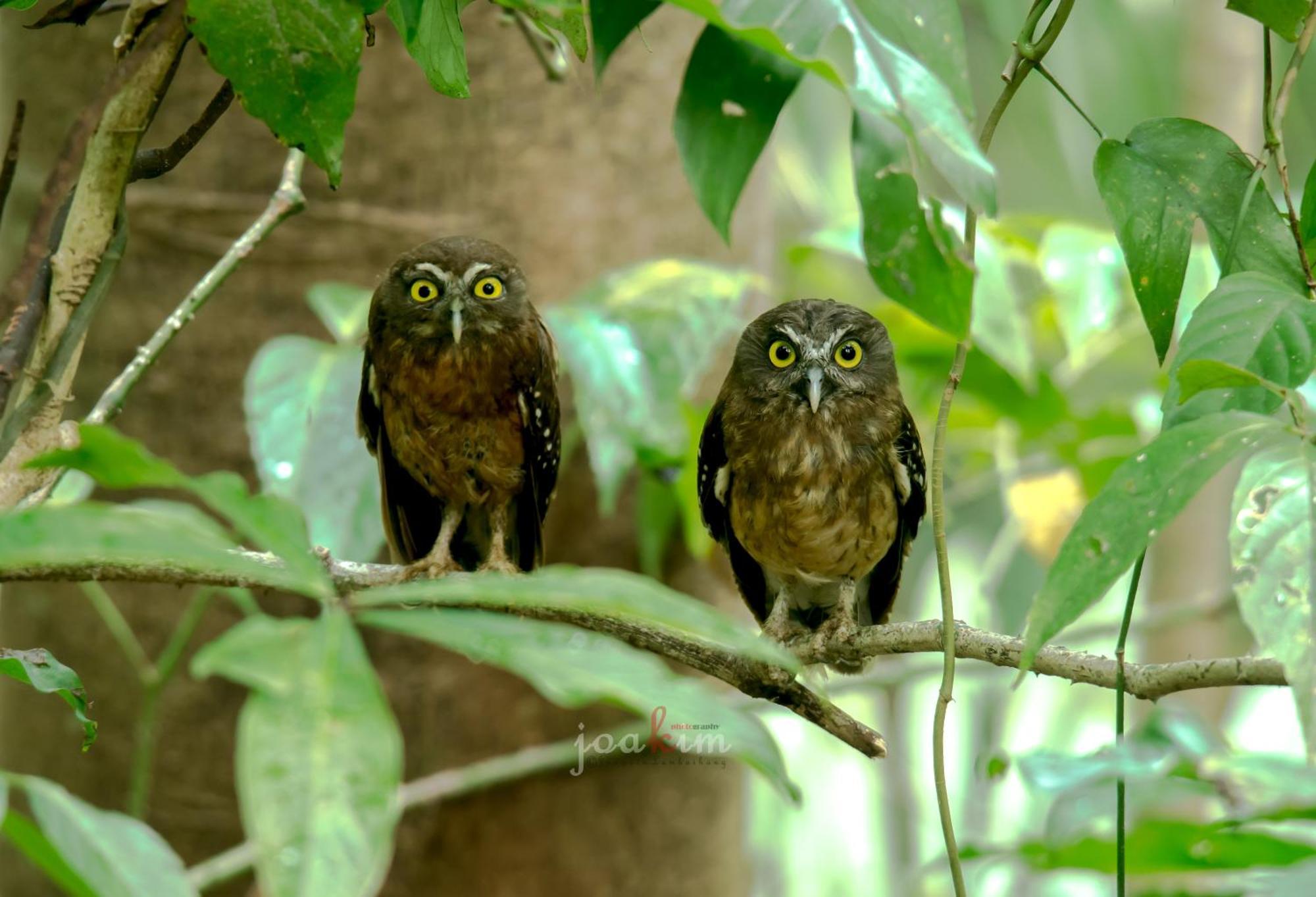 Tangkoko Backpacker Home Stay Rinondoran エクステリア 写真