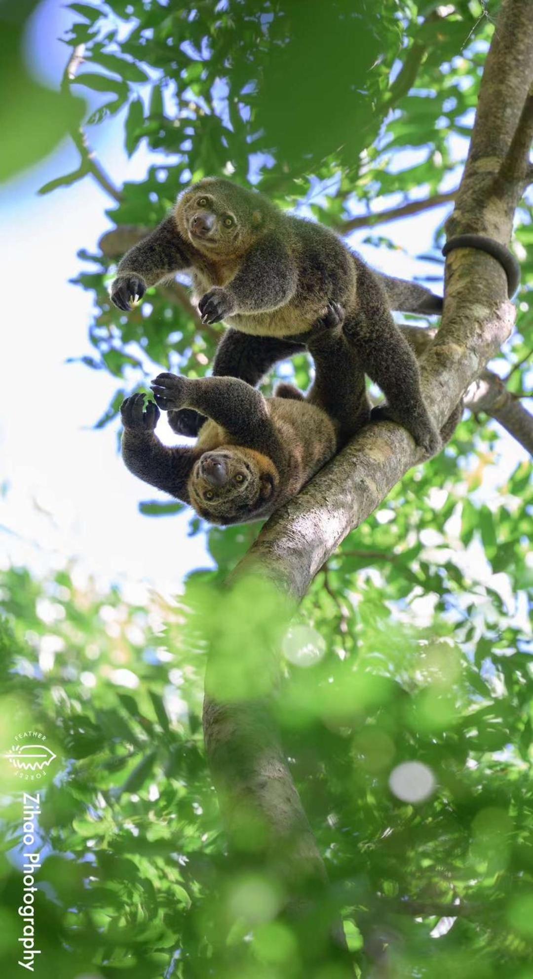 Tangkoko Backpacker Home Stay Rinondoran エクステリア 写真