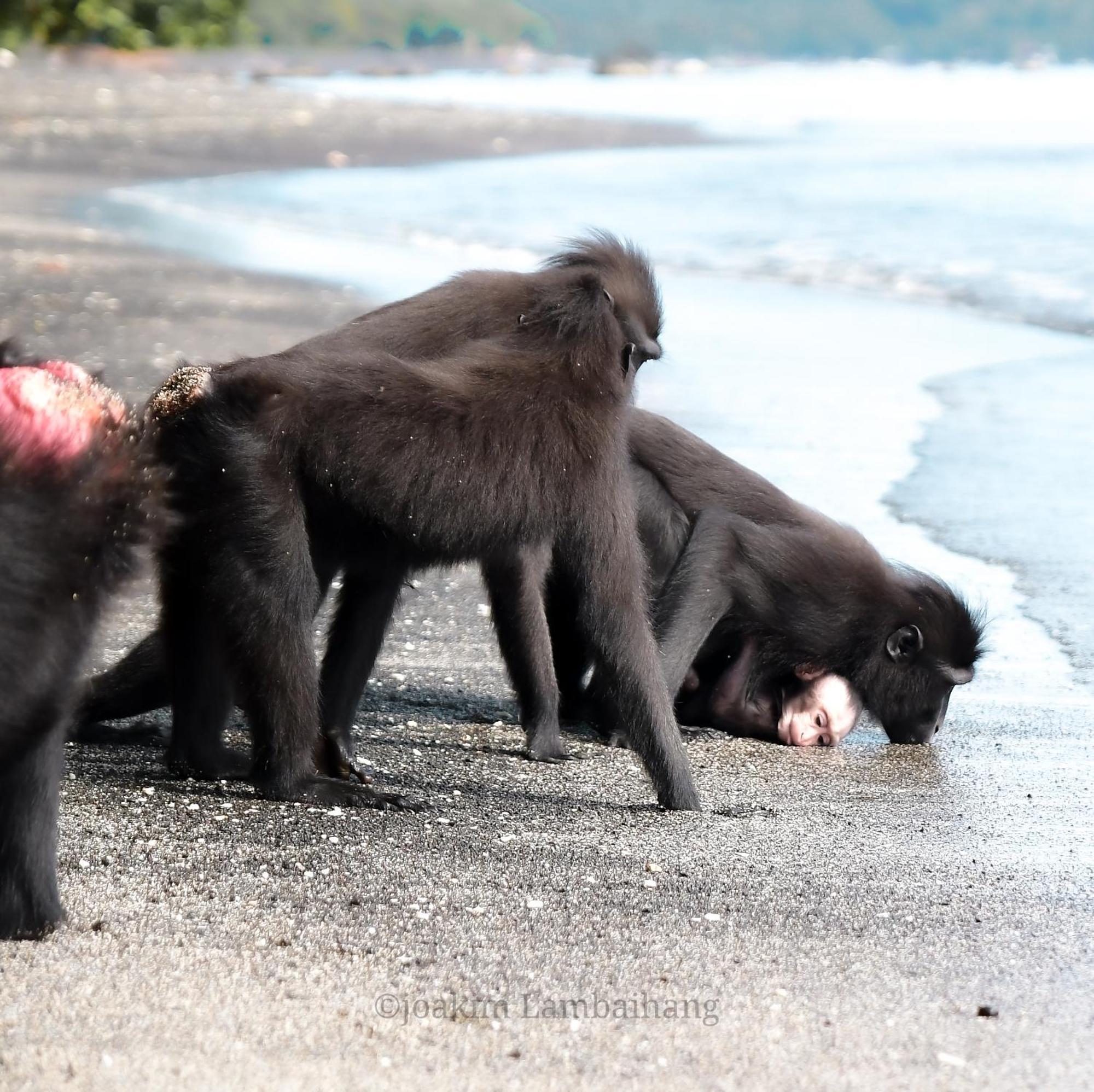 Tangkoko Backpacker Home Stay Rinondoran エクステリア 写真